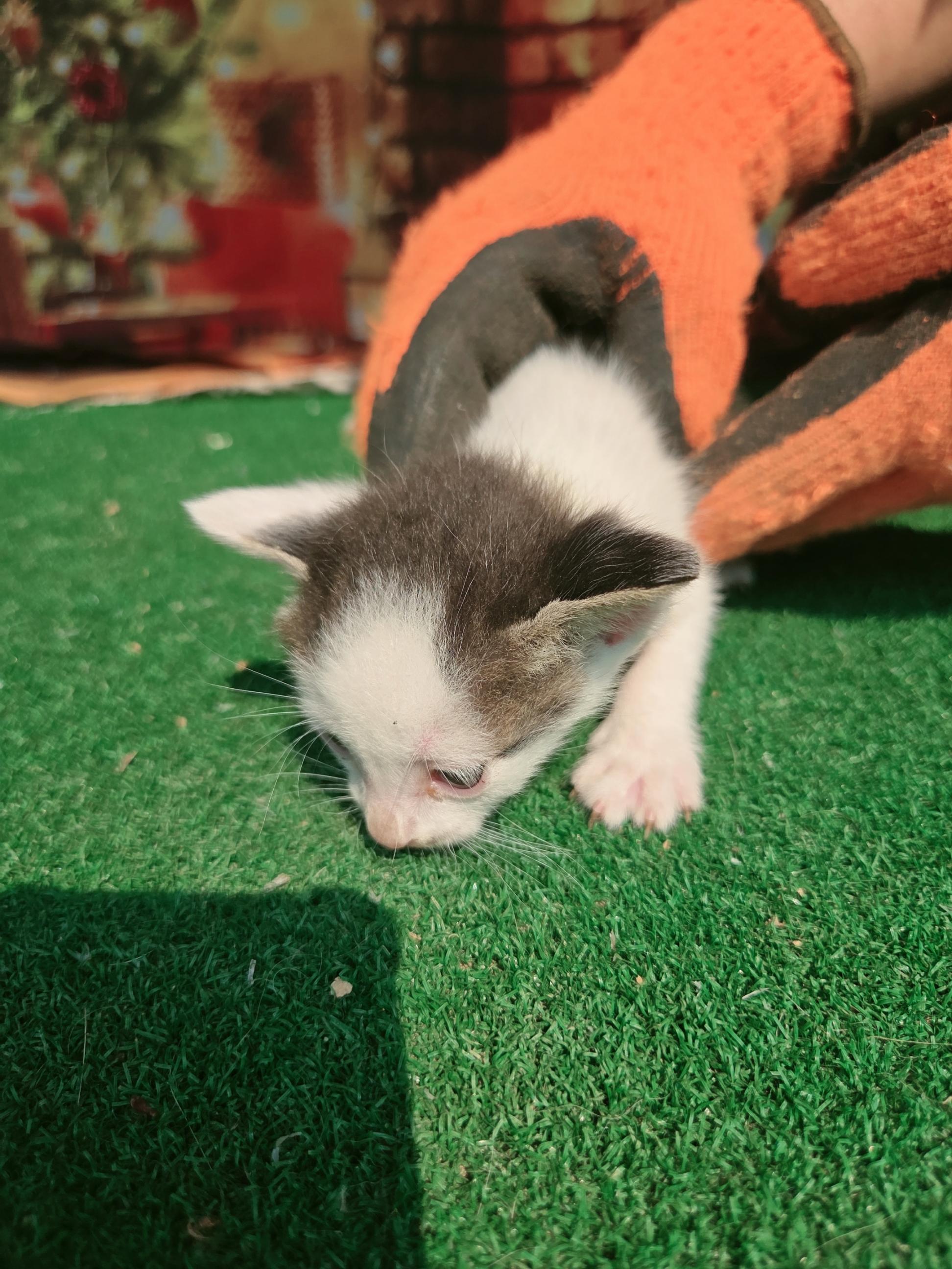 [고양이] 한국 고양이 전남-나주-2025-00620 유기동물 배경 이미지 입니다.